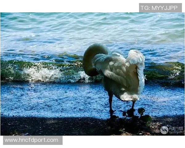 足球明星天鹅优雅瞬间高清图片欣赏与背后故事分享